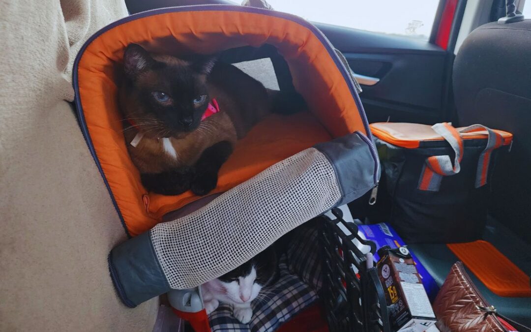 Como viajar com gato de carro: dicas práticas e essenciais