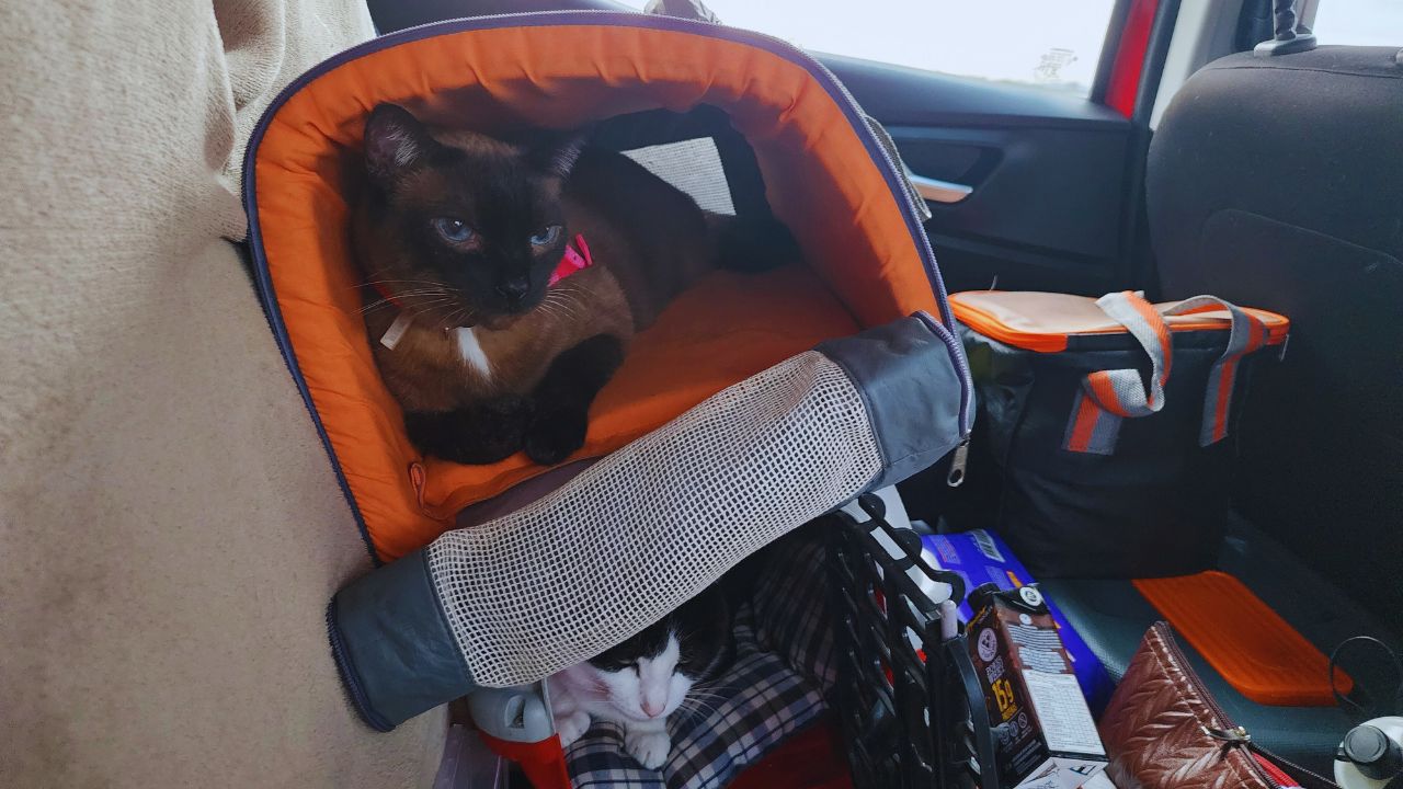 Como viajar com gato de carro: dicas práticas e essenciais Como viajar com gato de carro: dicas práticas e essenciais