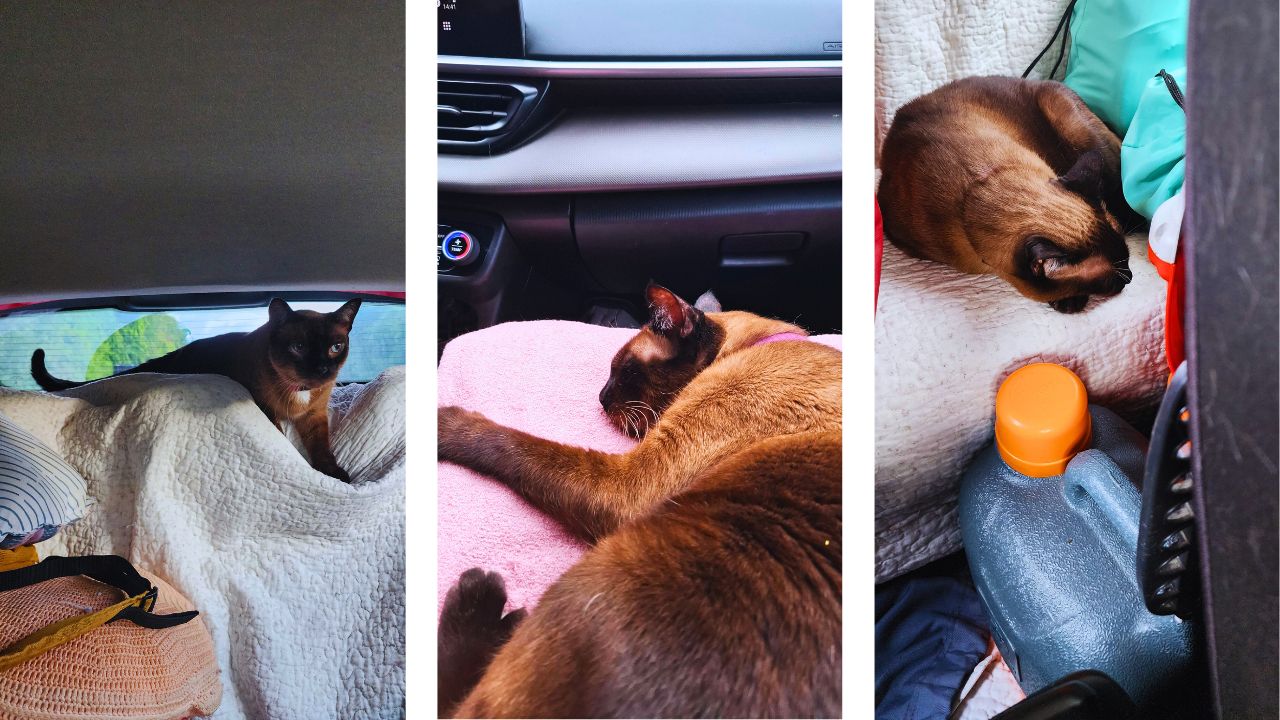 Como viajar com gato de carro: dicas práticas e essenciais 2 princesa viagem • Rota dos Viajantes