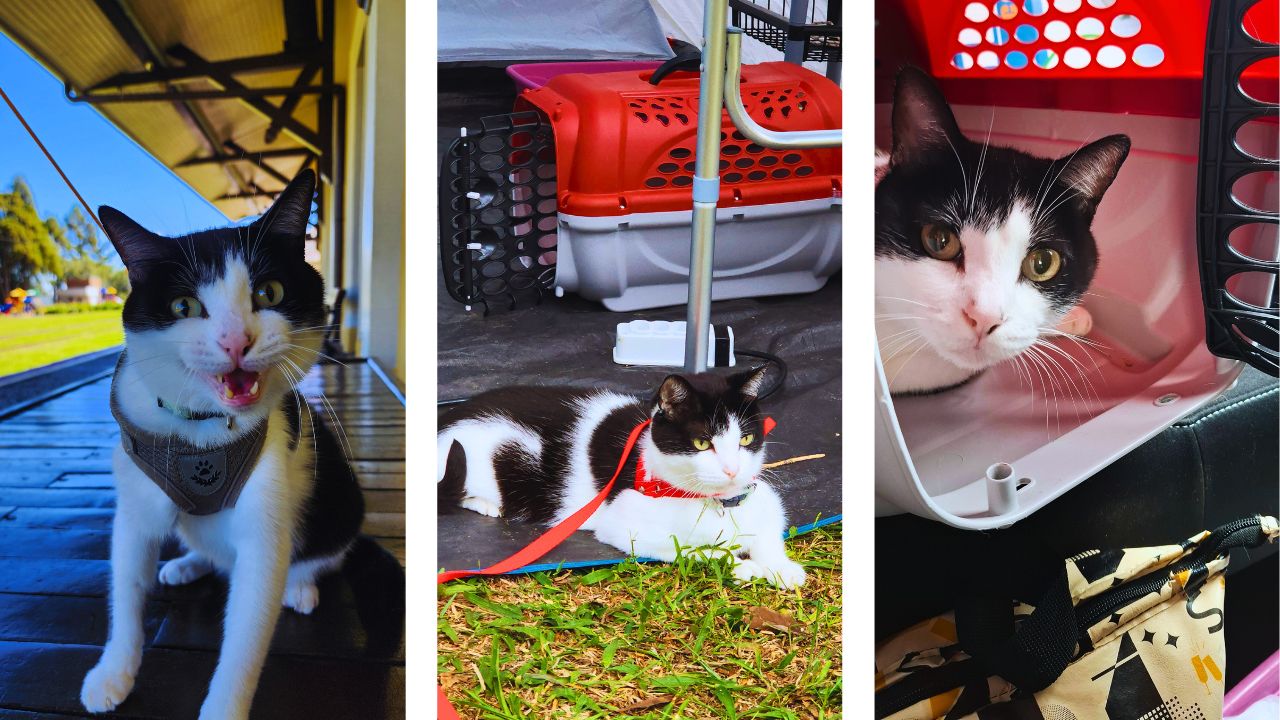 Como viajar com gato de carro: dicas práticas e essenciais 1 tom viagem • Rota dos Viajantes