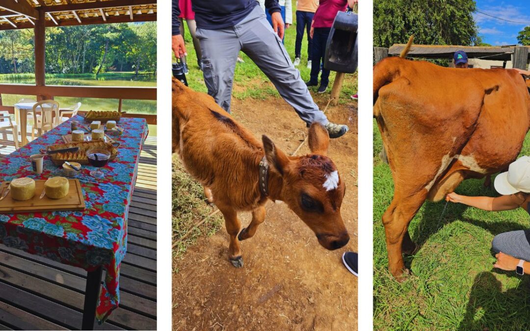 Fazenda Nata da Serra: bate e volta em Serra Negra