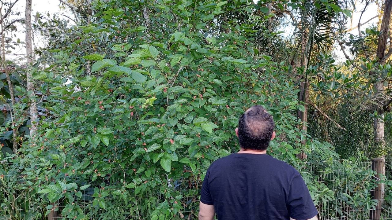 Mirante Eco 360º em Bombinhas - SC 5 amoras • Rota dos Viajantes