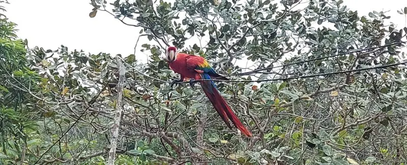 arara scaled e1619643671667 800x324 1 &bull; Rota dos Viajantes