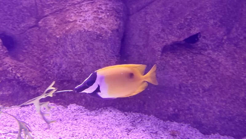 peixe amarelo 800x451 1 &bull; Rota dos Viajantes