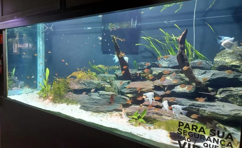 primeiro aquario scaled e1621866084496 800x489 1 &bull; Rota dos Viajantes