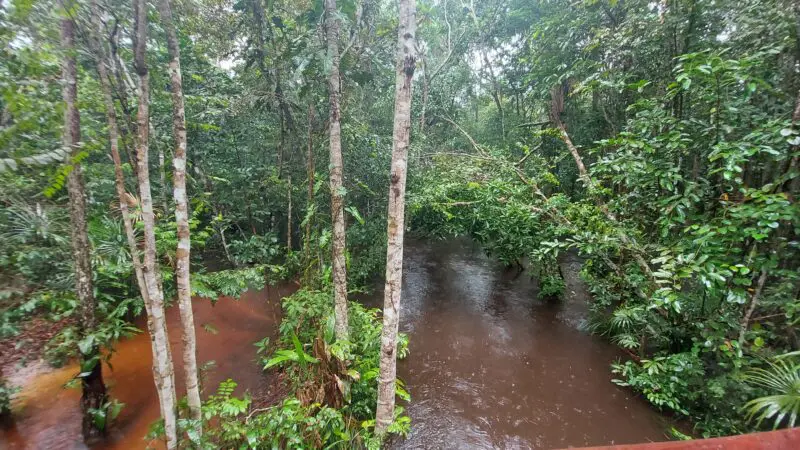 rio floresta 800x450 1 &bull; Rota dos Viajantes