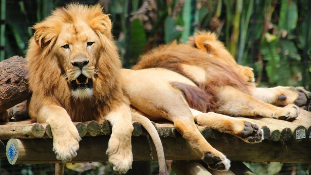 Atrações para Fazer com Crianças em Santa Catarina 3 Zoo Pomerode BioParque