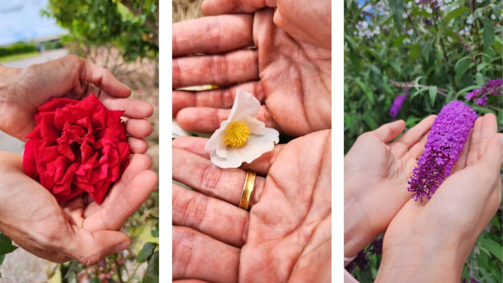 Mátria: Tudo o Que Você Precisa Saber Sobre o Parque de Flores 1 flores matria • Rota dos Viajantes