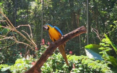 Parque das Aves: Como Funciona e Vale a Pena?