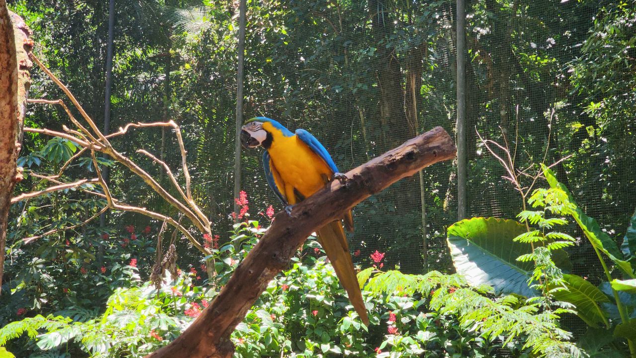 Parque das Aves: Como Funciona e Vale a Pena?