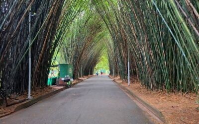 O que fazer no Parque Ibirapuera além de caminhar?